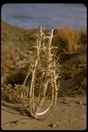 Imagem de Oenothera deltoides Torr. & Frem.