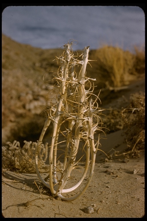 Imagem de Oenothera deltoides Torr. & Frem.