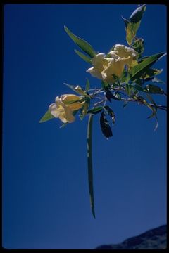 Image of Yellow bells