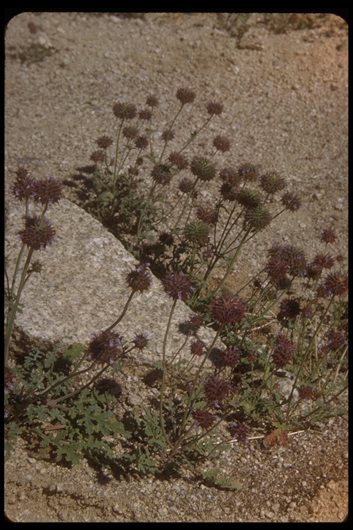 Imagem de Salvia columbariae Benth.