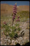 Image of Arizona lupine