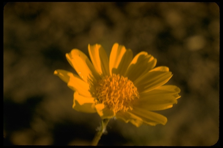 Venegasia carpesioides DC. resmi