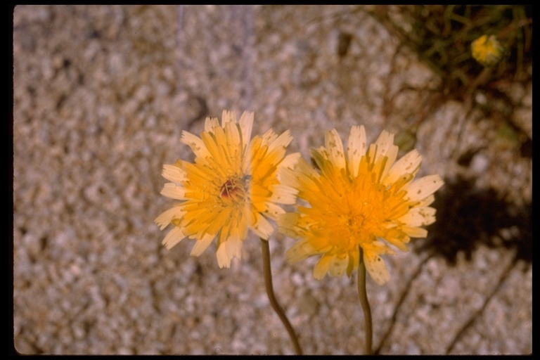 Image de Malacothrix glabrata (D. C. Eat. ex Gray) A. Gray