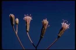 Imagem de Palafoxia arida B. L. Turner & M. L. Morris