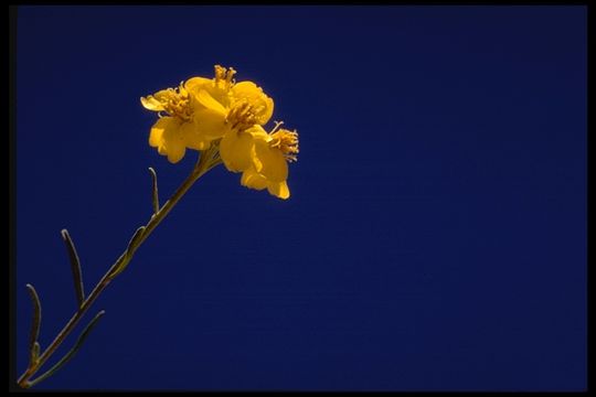 Image of Cooper's paper daisy