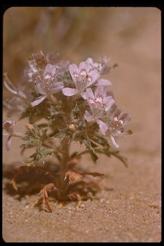 Image of <i>Langloisia matthewsii</i>