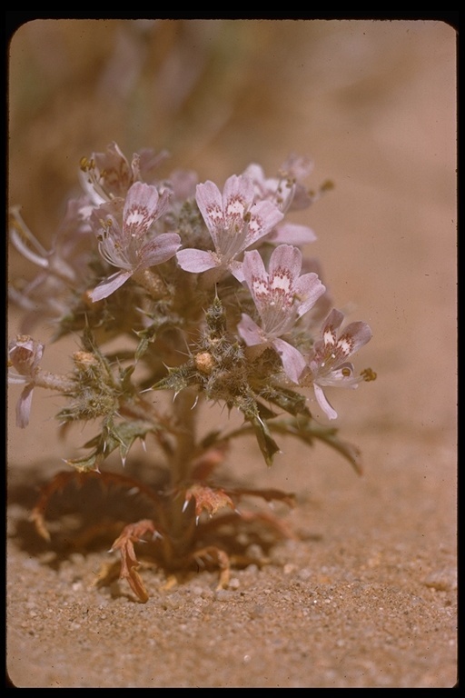 Image of <i>Langloisia matthewsii</i>