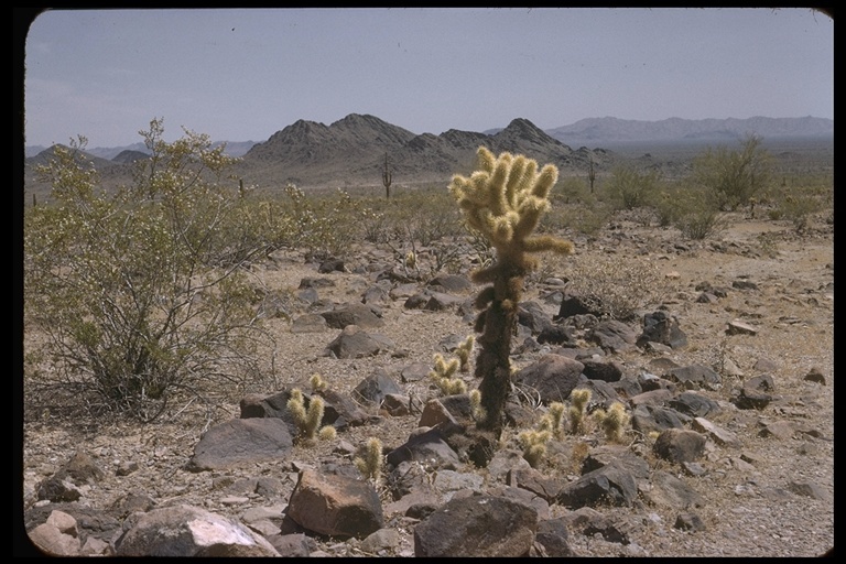 Image of teddybear cholla