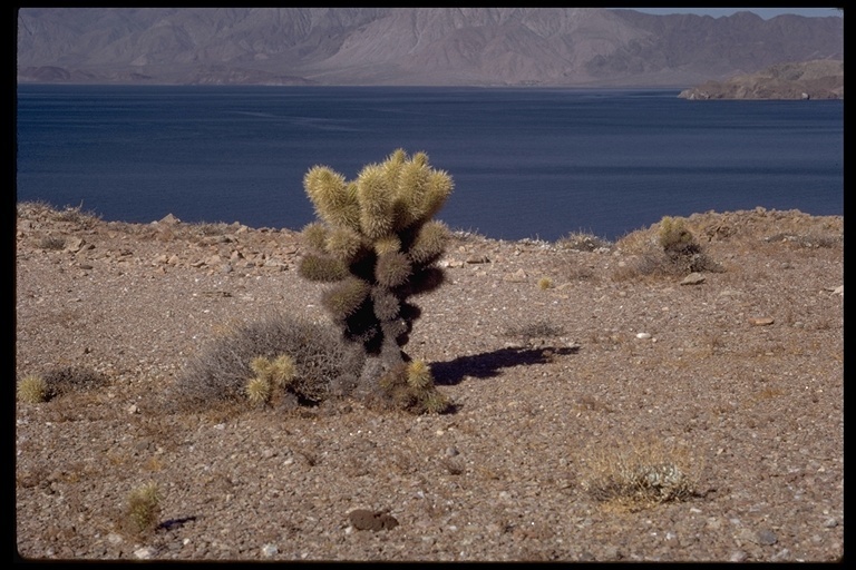 Image of teddybear cholla