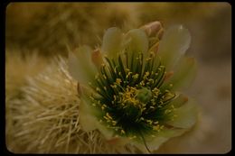 Image of teddybear cholla