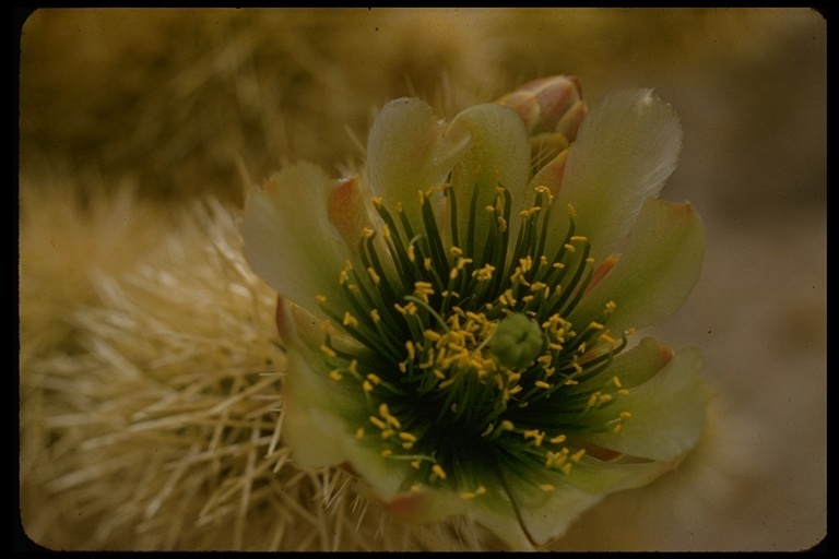 Image of teddybear cholla