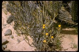 Sivun Cylindropuntia tesajo (Engelm. ex J. M. Coult.) F. M. Knuth kuva