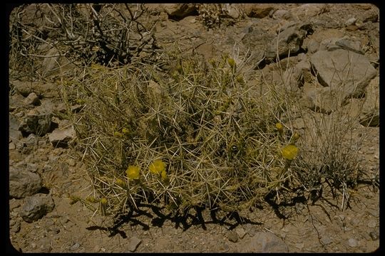 Image of Cylindropuntia tesajo (Engelm. ex J. M. Coult.) F. M. Knuth