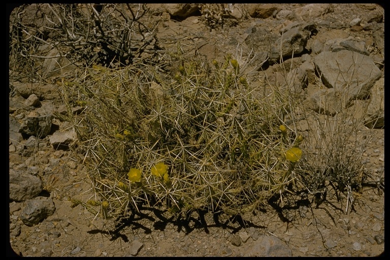 Sivun Cylindropuntia tesajo (Engelm. ex J. M. Coult.) F. M. Knuth kuva