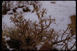 Imagem de Cylindropuntia ramosissima (Engelm.) F. M. Knuth