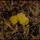 Image de Cylindropuntia tesajo (Engelm. ex J. M. Coult.) F. M. Knuth