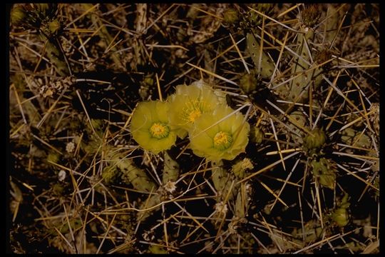Image of Cylindropuntia tesajo (Engelm. ex J. M. Coult.) F. M. Knuth