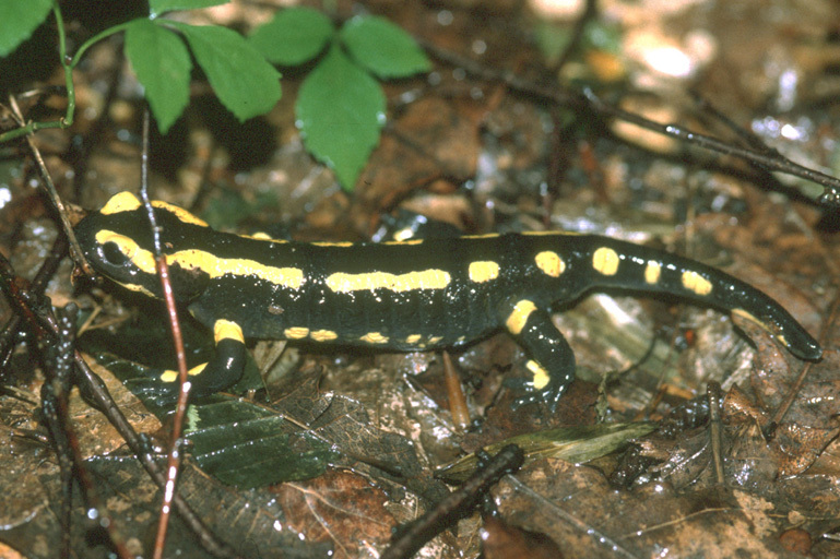 Image de salamandre tachetée