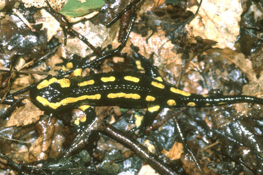 Image of Common Fire Salamander