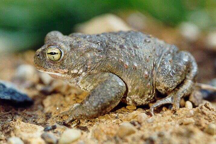 Image of Natterjack toad