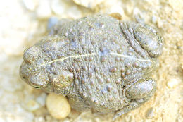 Image of Natterjack toad