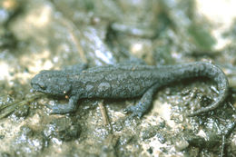 Image of <i>Ichthyosaura <i>alpestris</i></i> alpestris