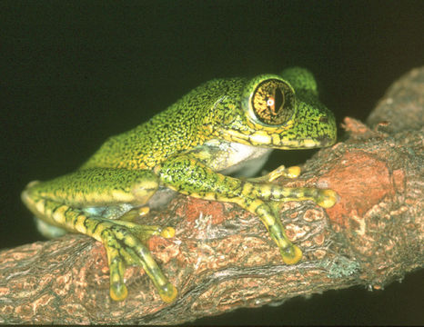 Leptopelis vermiculatus (Boulenger 1909)的圖片