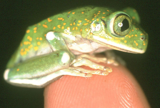 Leptopelis vermiculatus (Boulenger 1909)的圖片