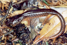 Image of Common Ensatina