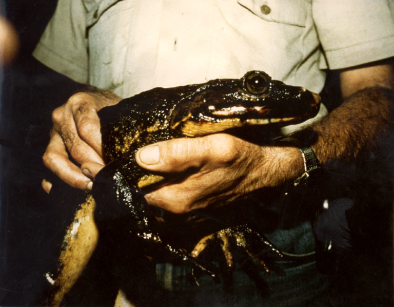 Image of Giant Slippery Frog