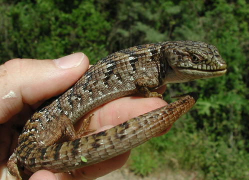 Image of Elgaria multicarinata multicarinata (Blainville 1835)