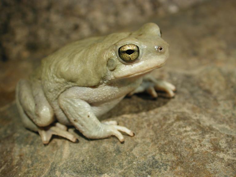 Image of Olive Toad