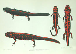 Sivun Cynops wolterstorffi (Boulenger 1905) kuva