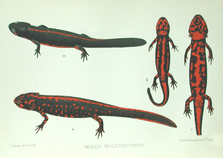 Cynops wolterstorffi (Boulenger 1905)的圖片