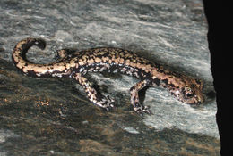 Image of Mount Lyell Salamander