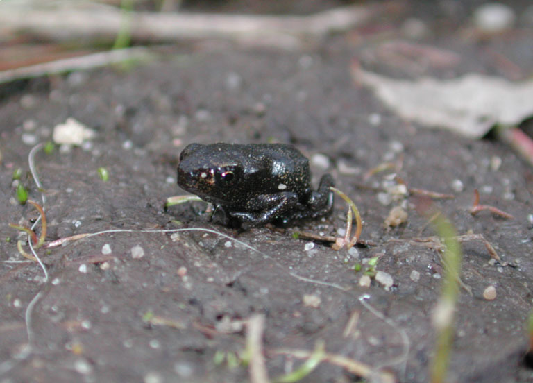 Image of Common Toad