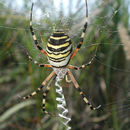 Imagem de Argiope bruennichi (Scopoli 1772)