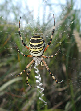 Image of Barbary Spider