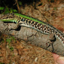 Image of Italian Wall Lizard