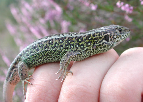 Image of Sand Lizard