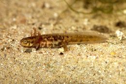 Image of Chuxiong Fire-Bellied Newt