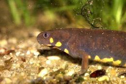 Image of Chuxiong Fire-Bellied Newt