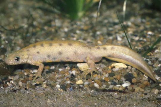 Image of Italian crested newt