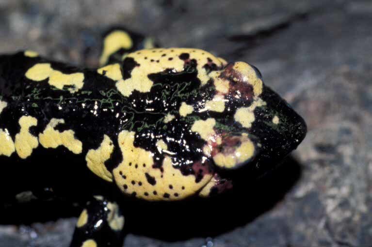 صورة <i>Salamandra salamandra gallaica</i>