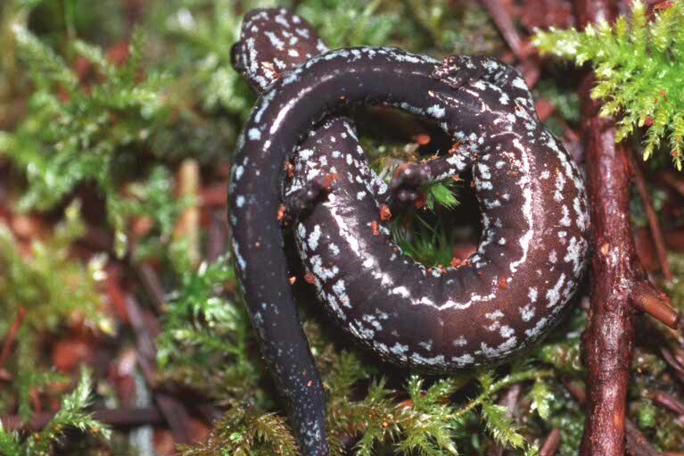 Image of Oregon Slender Salamander