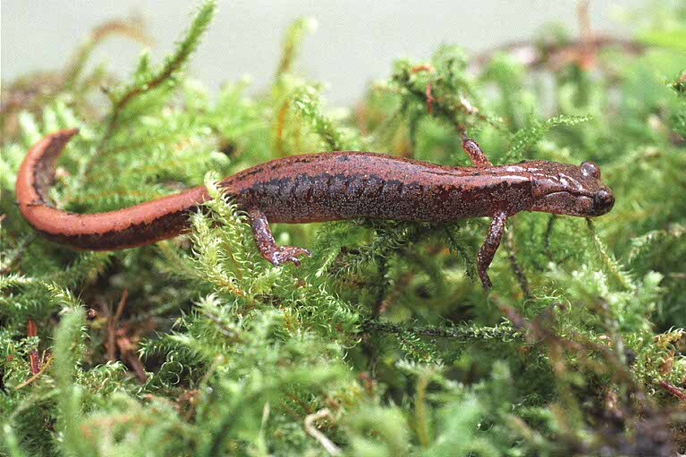 Image of Larch Mountain salamander