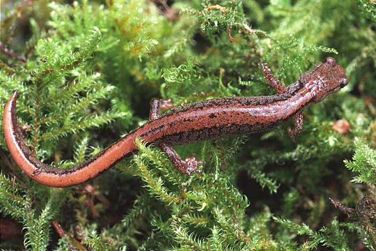 Image of Larch Mountain salamander