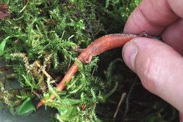 Image of Larch Mountain salamander