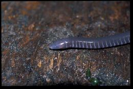 Image of Gaboon Caecilian