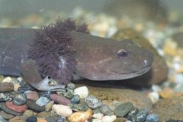 Image of Coastal Giant Salamander